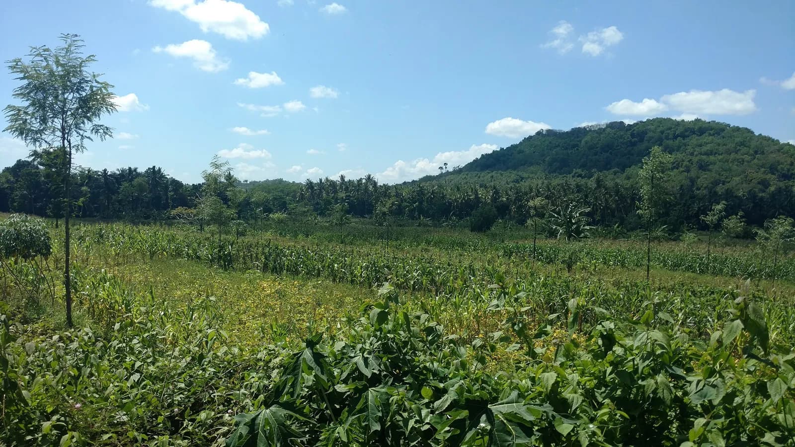 Champ de maïs devant une colline boisée et une cocoteraie, à Lombok