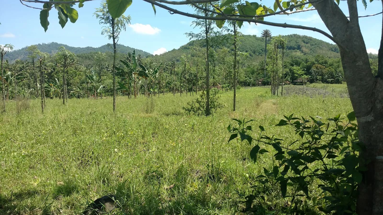 Parcelle herbeuse plantée de jeunes arbres et de bananiers au pied de collines boisées, à Lombok
