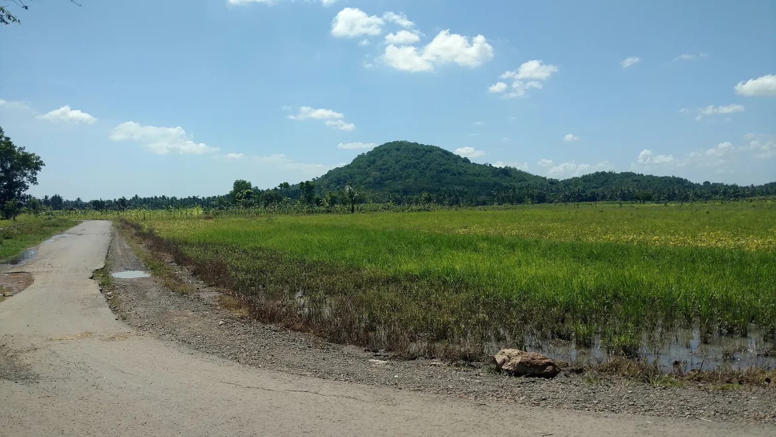 Rizière verte au bord d'une route de campagne, à Lombok, avec une colline boisée au fond