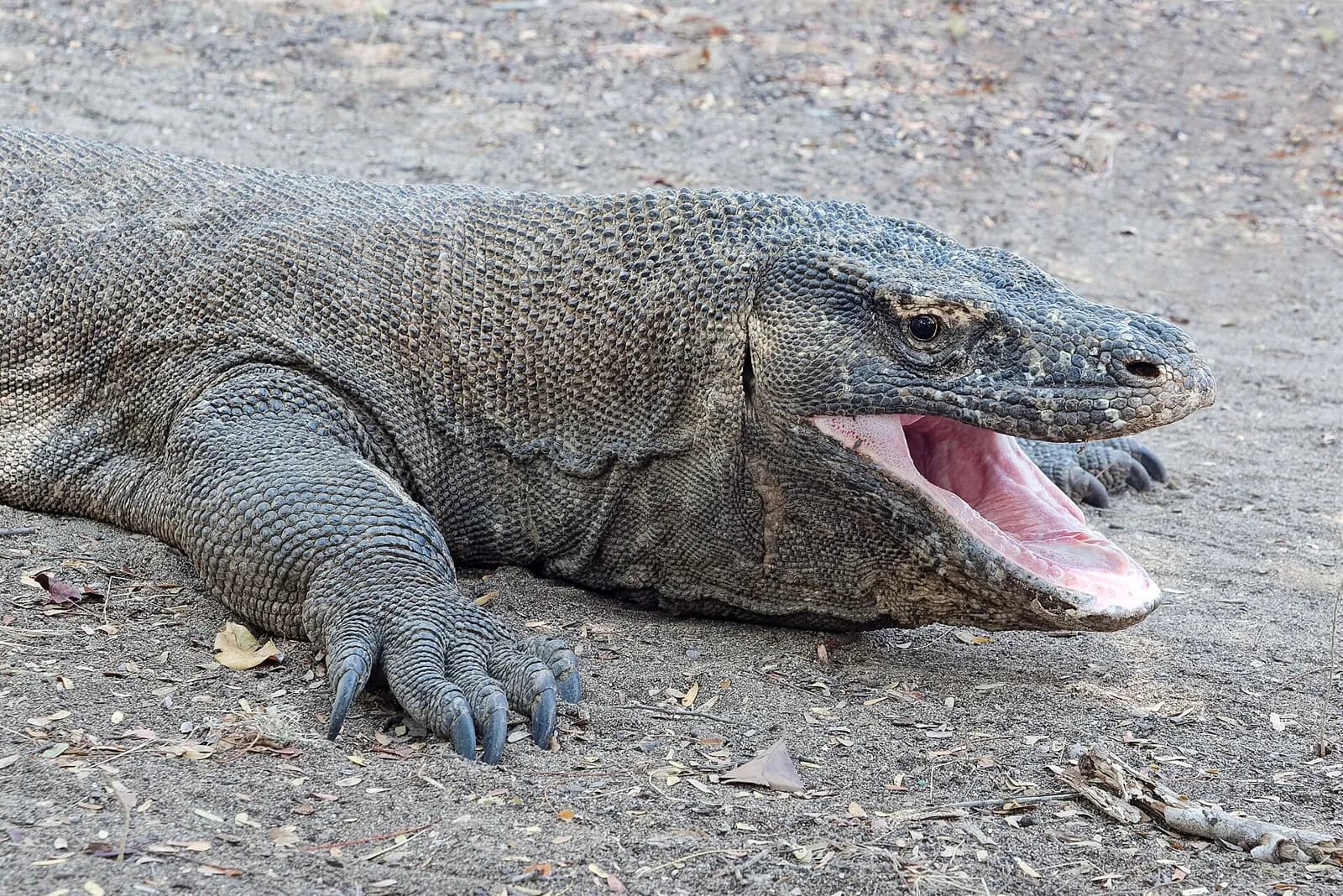 Un dragon de Komodo la gueule ouverte sur l'île de Komodo, Indonésie