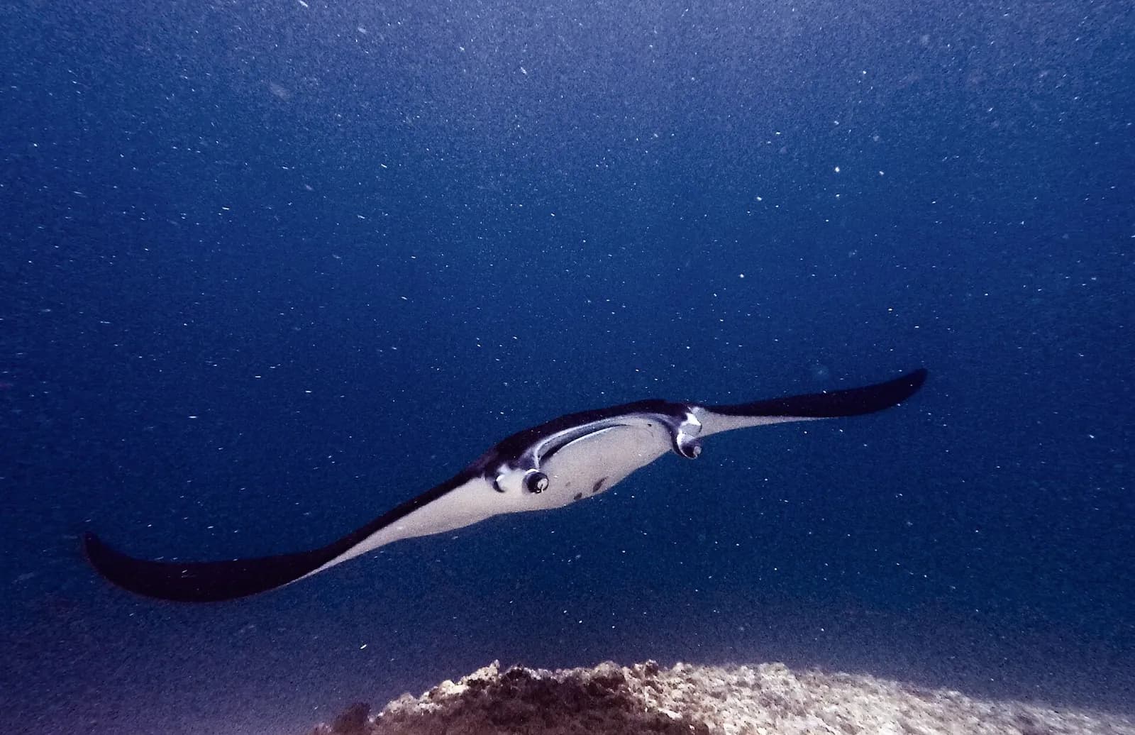 Une raie manta filtrant le plancton à Manta Point, parc national de Komodo