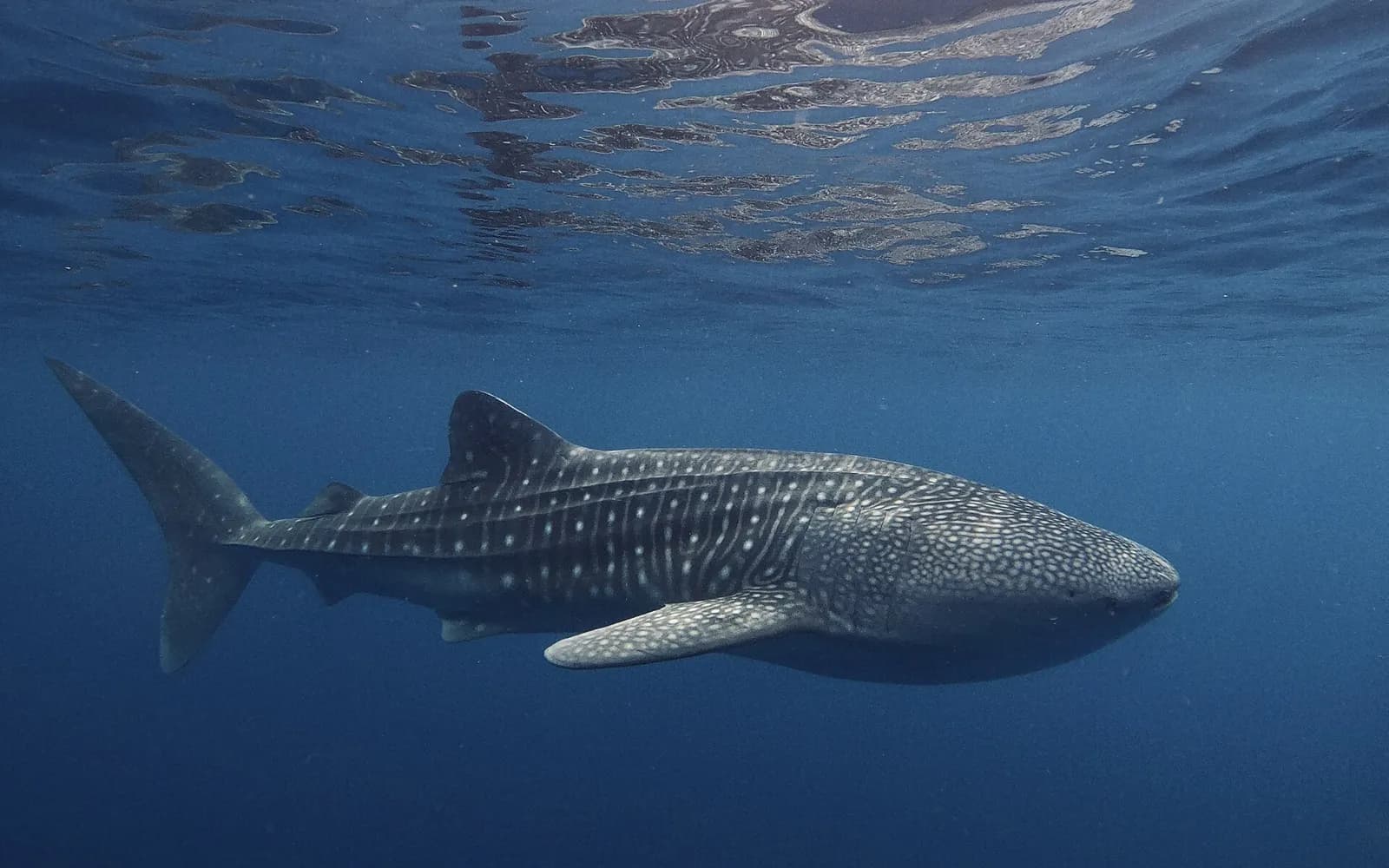 Un requin-baleine nageant près de la surface dans la baie de Saleh, Sumbawa