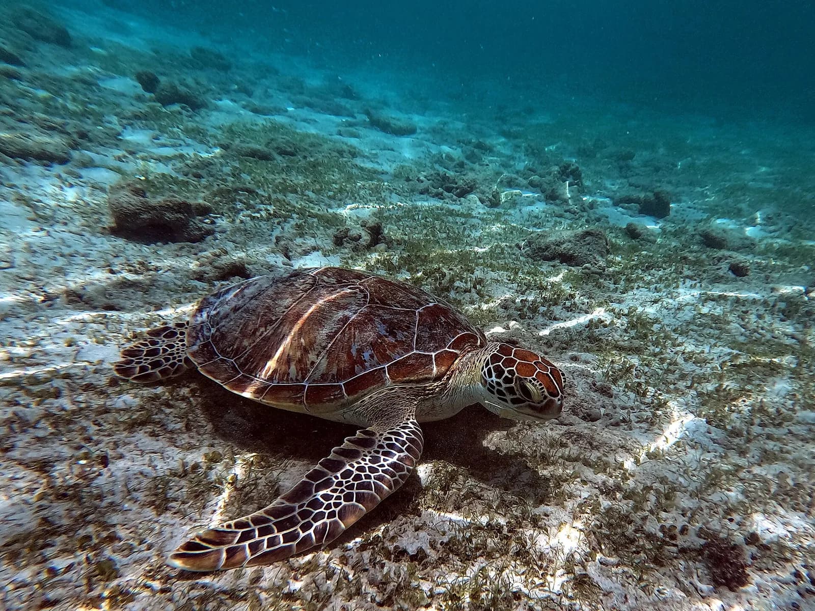 Tortue verte posée sur le fond sableux près de Gili Trawangan, aux îles Gili
