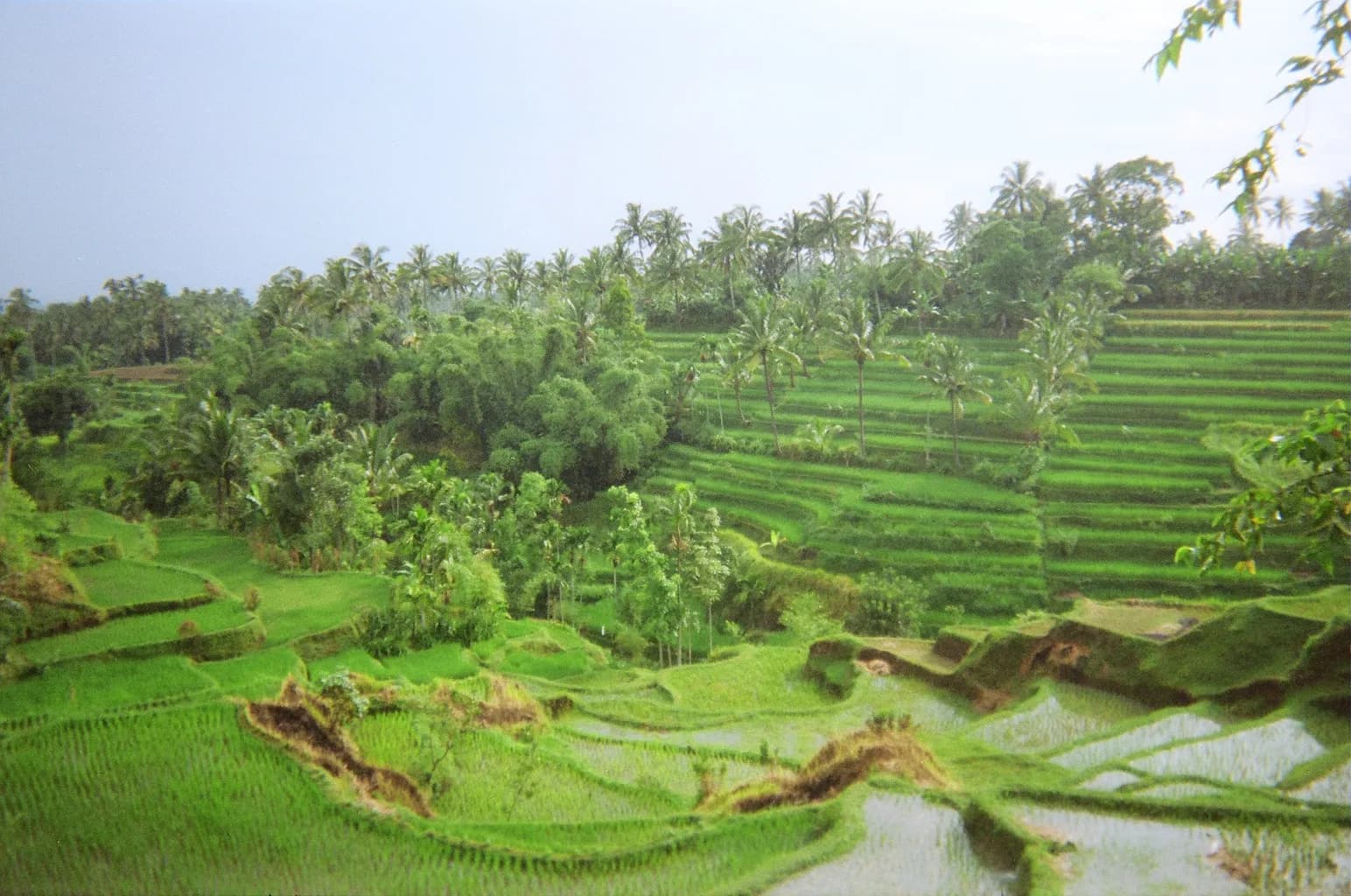 Rizières en terrasses entourées de cocotiers près de Tetebatu, Lombok