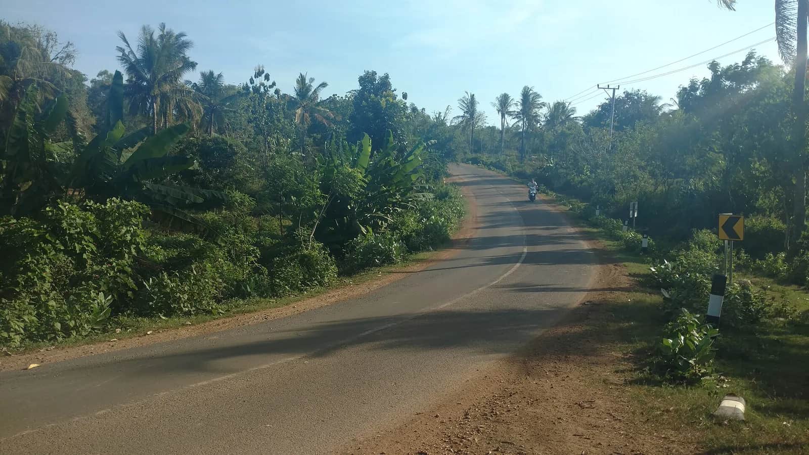 Route asphaltée bordée de cocotiers et de végétation tropicale à Lombok