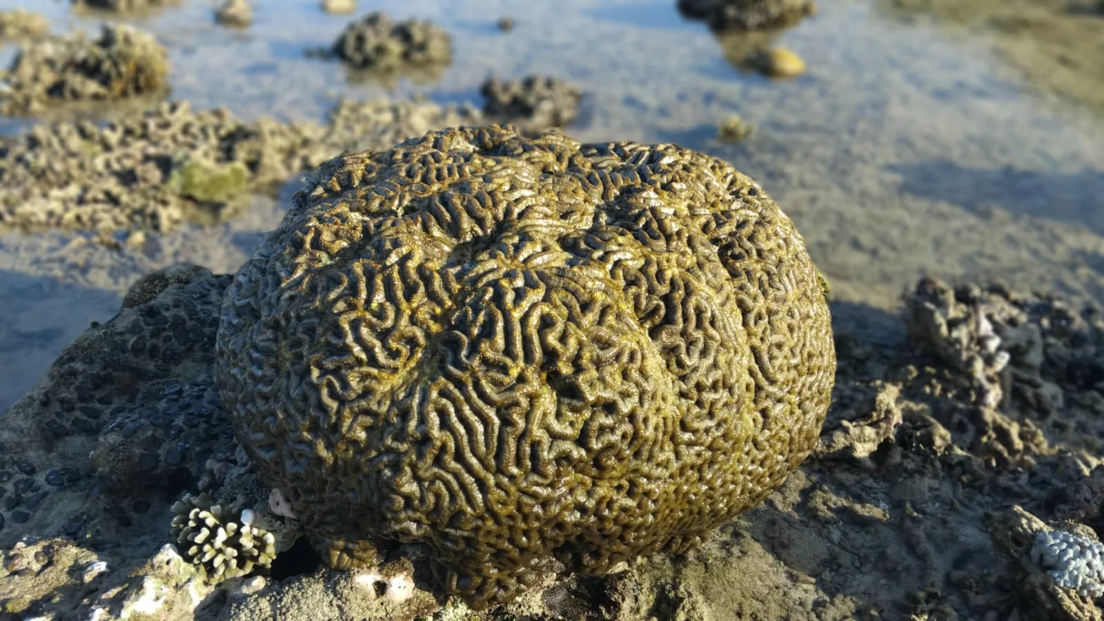 Corail cerveau échoué sur le platier à marée basse, à Pink Beach, sud-est de Lombok