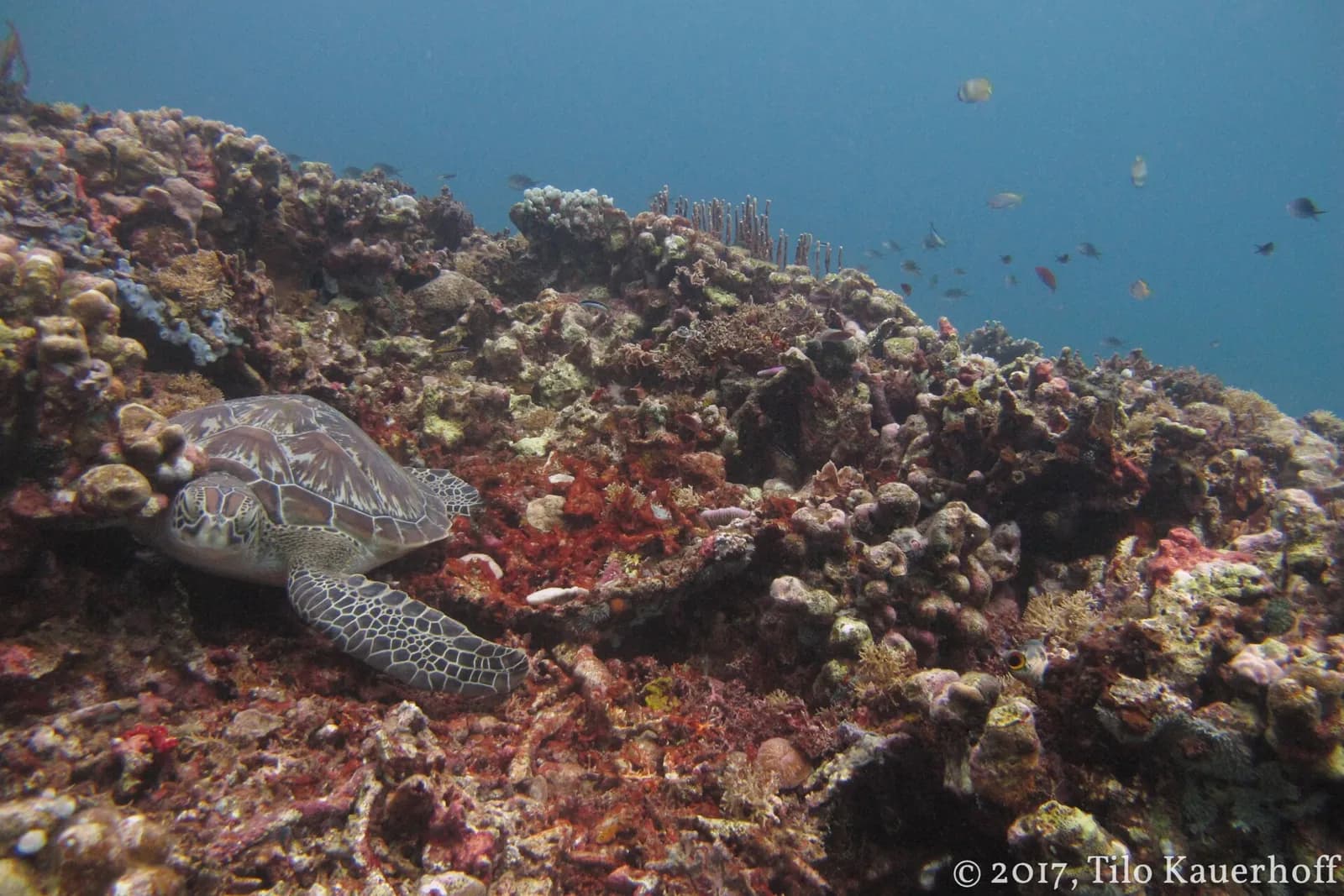 Tortue verte au repos sur un récif de coraux et d'éponges dans les eaux des îles Gili