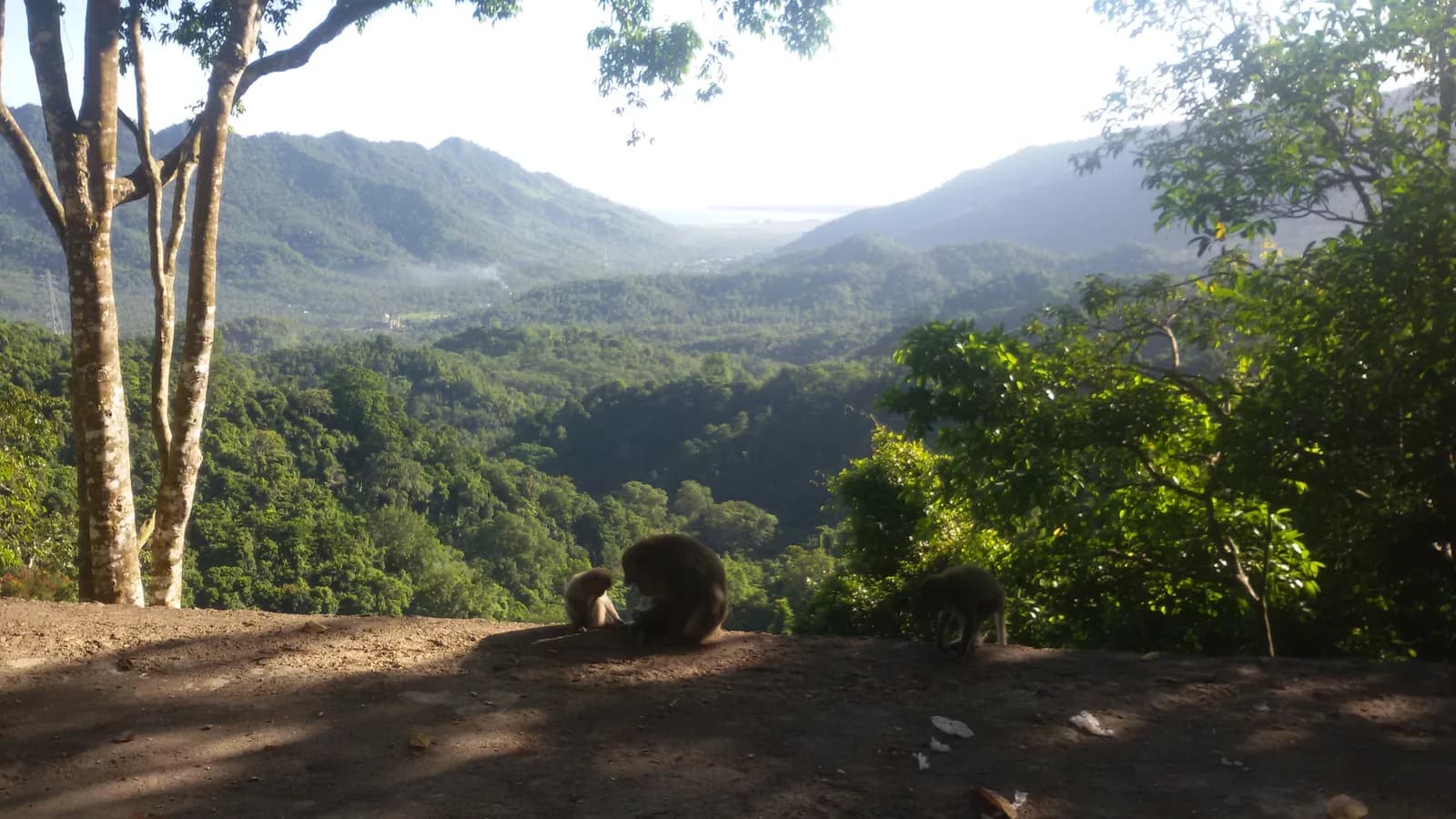 Macaques sur un point de vue de la forêt de Pusuk, Lombok, avec la vallée et la mer au loin