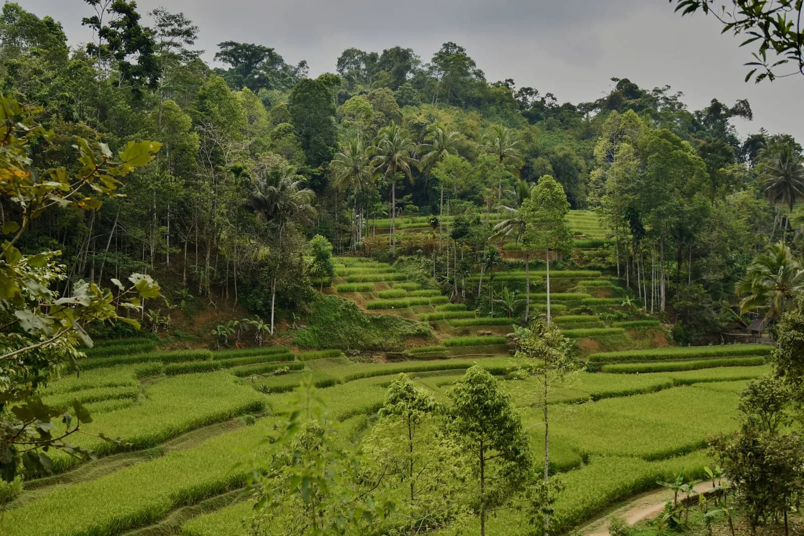 Rizières en terrasses bordées de forêt tropicale, paysage rural proche de Tetebatu, Lombok