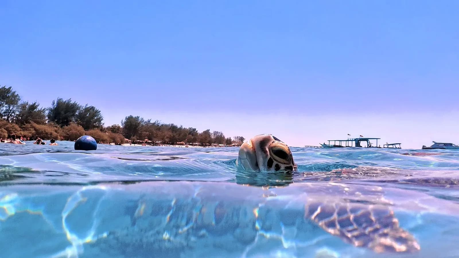Tortue marine à la surface de l'eau près d'une île Gili, avec des bateaux au loin