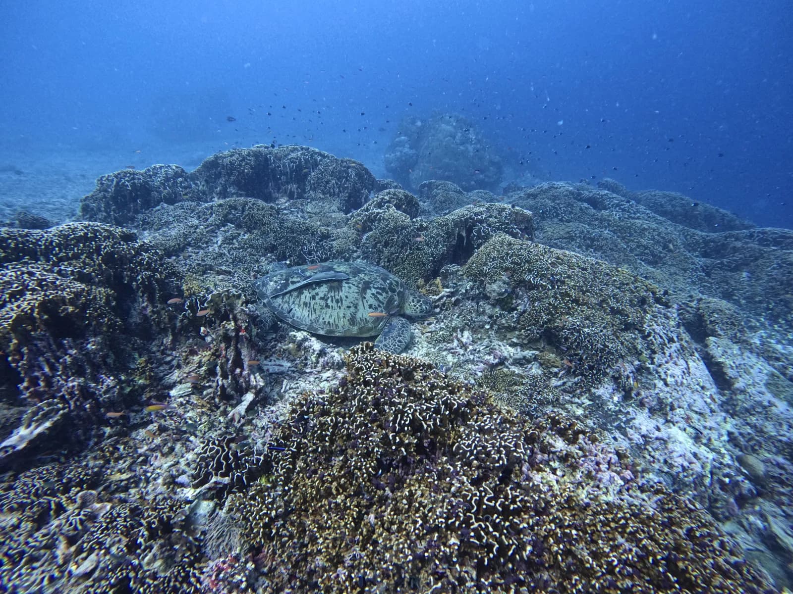 Tortue verte posée sur le récif de corail au site de plongée Turtle Heaven, près de Gili Meno