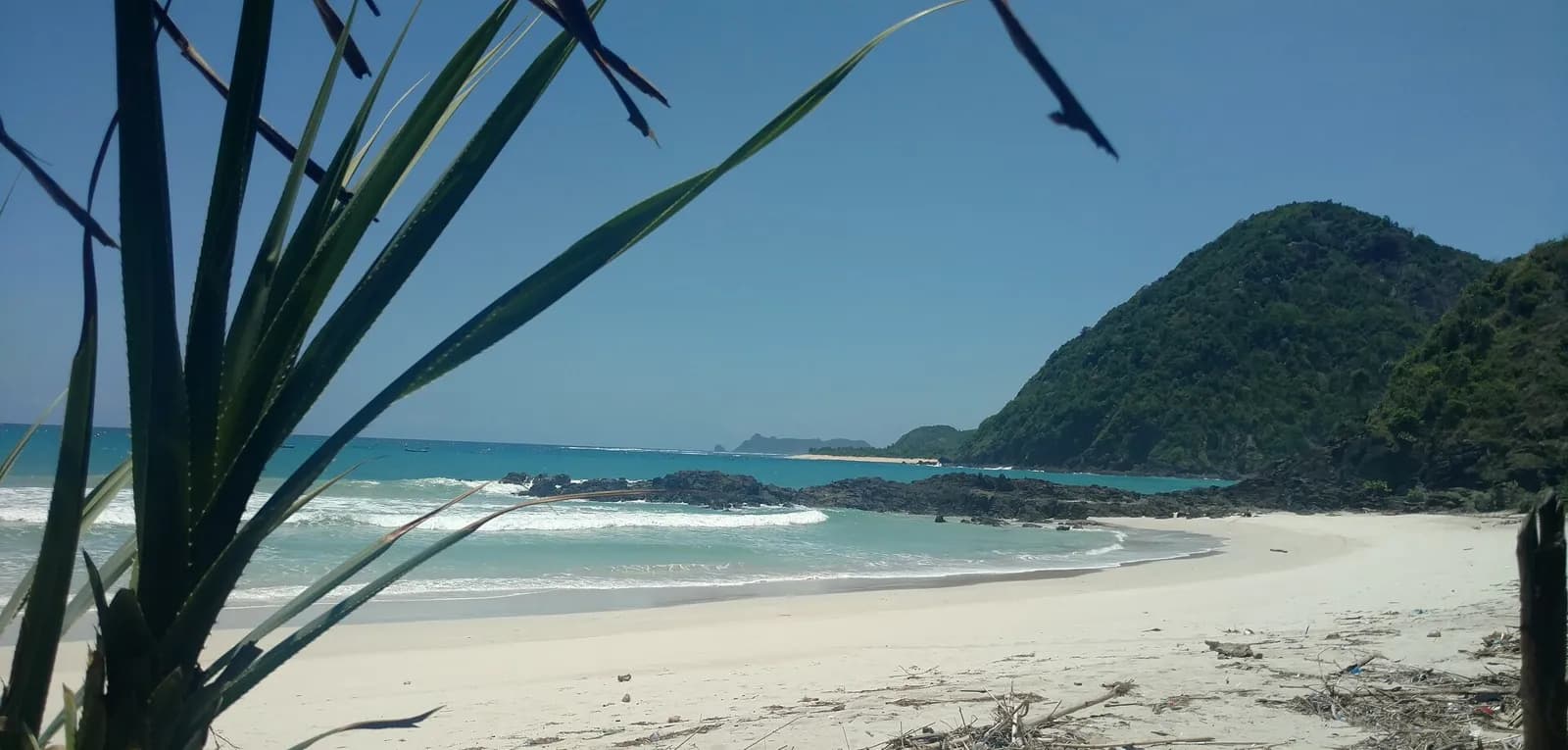 Baie de Selong Belanak vue entre des pandanus, avec le sable blanc et les collines, sur la côte sud de Lombok