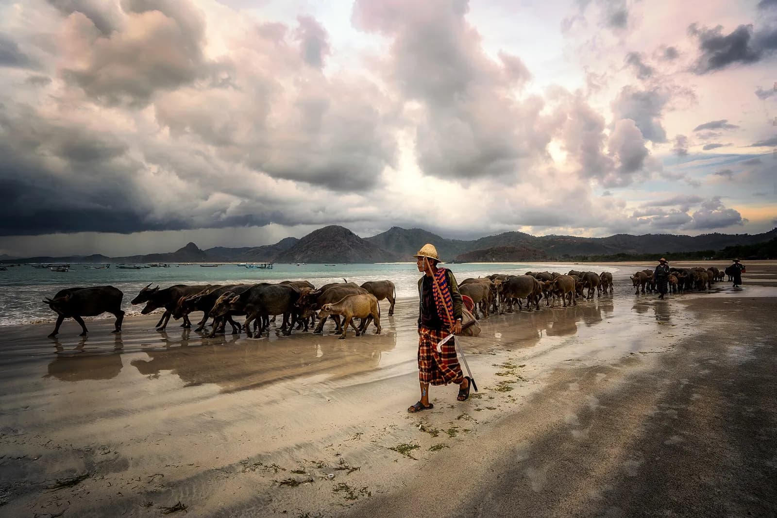 Berger et troupeau de buffles d'eau marchant sur la plage de Selong Belanak, à Lombok, sous un ciel orageux