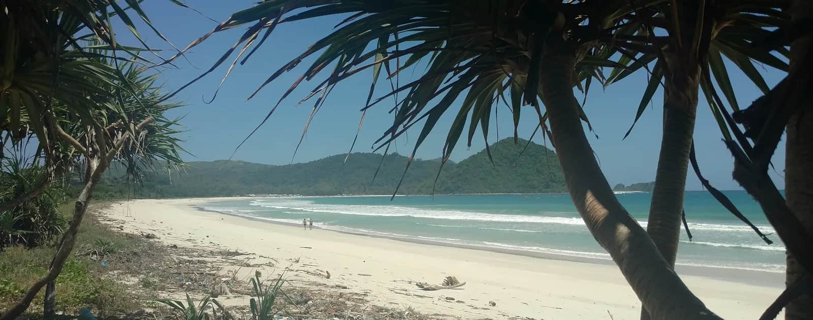 Plage de sable blanc de Selong Belanak, au sud de Lombok, vue entre des pandanus avec la baie et les collines au fond
