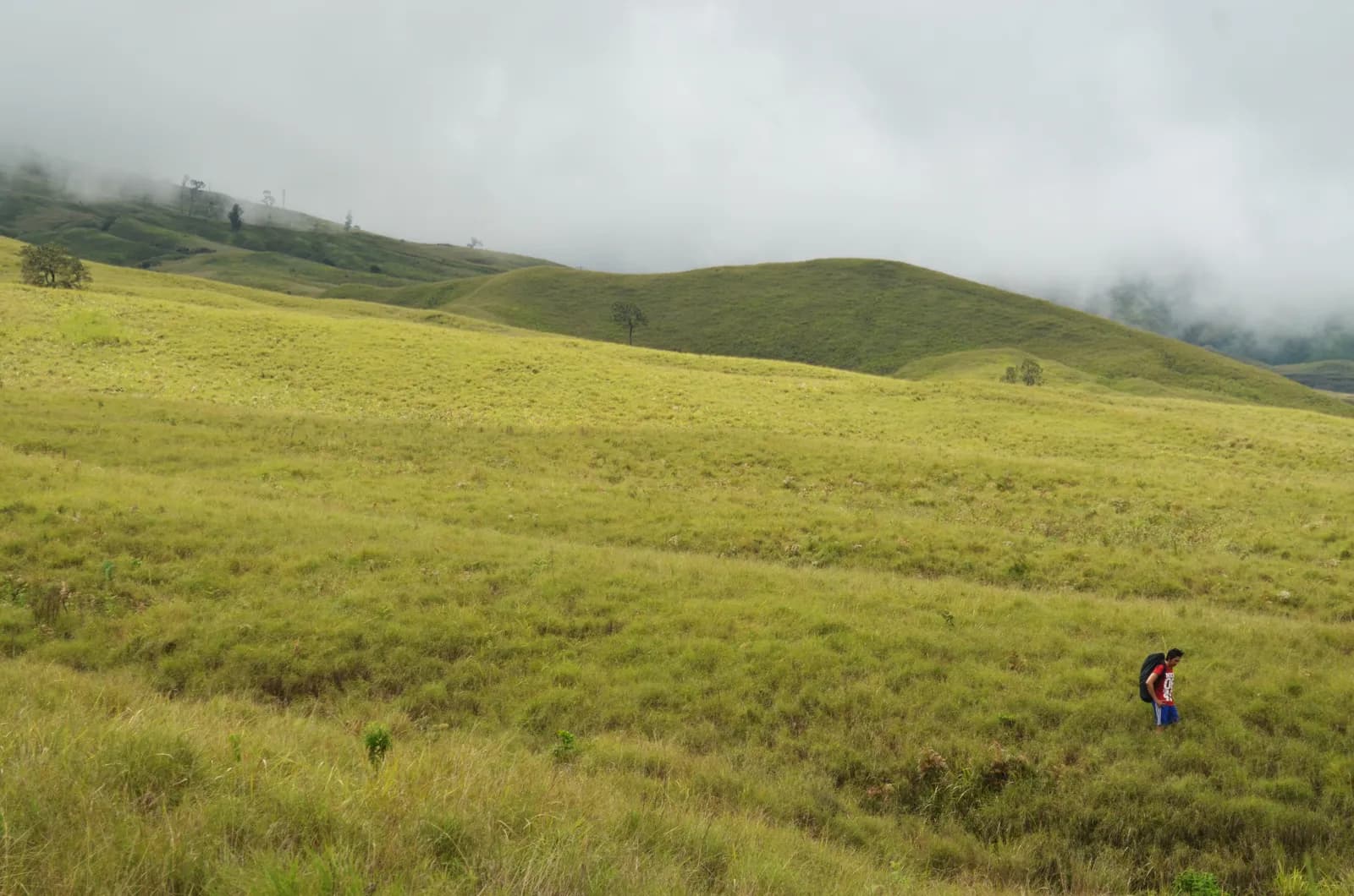 La savane d'herbes hautes près du premier poste du sentier du Rinjani côté Sembalun, à Lombok-Est