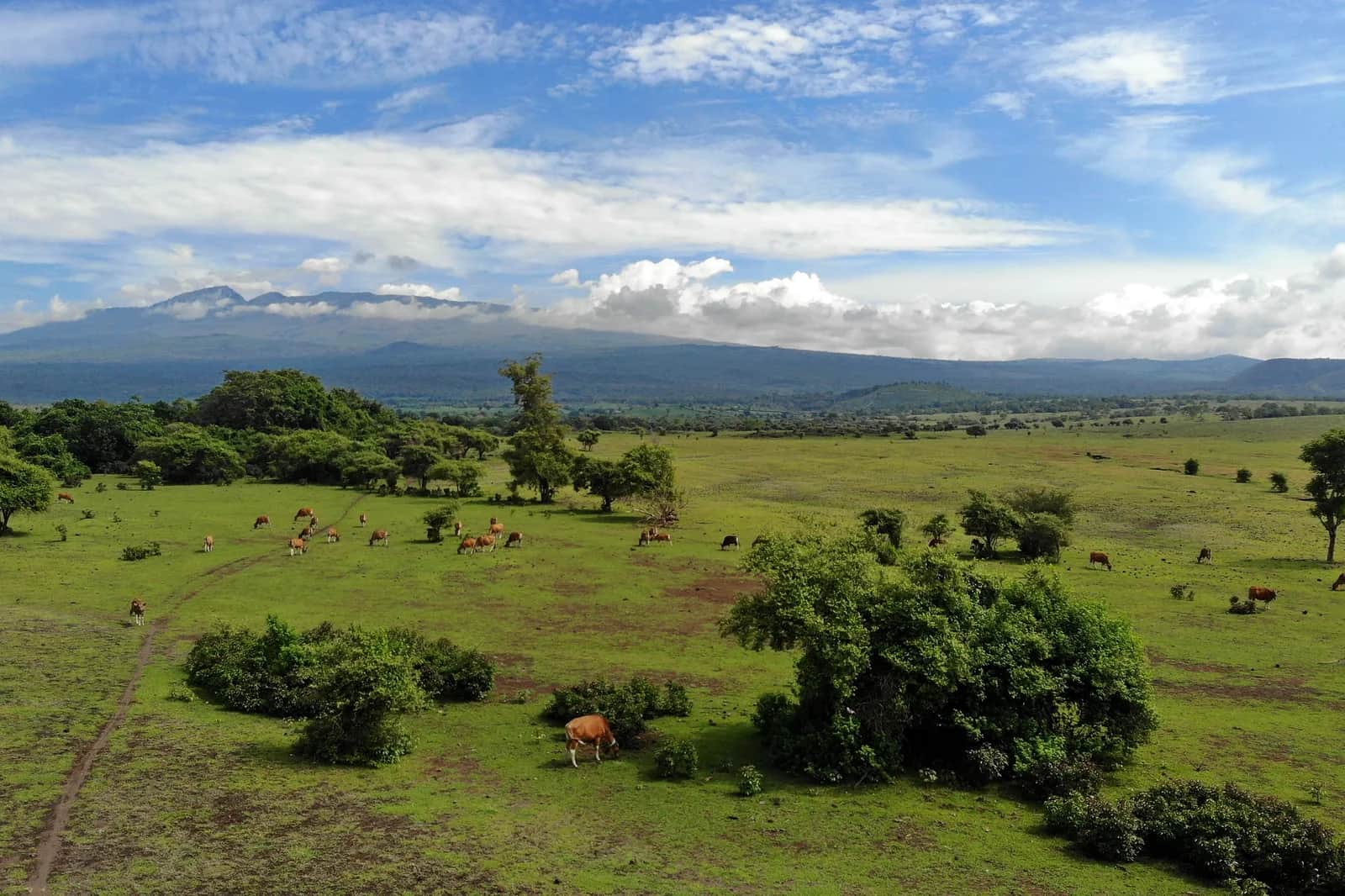 Savane verdoyante et troupeaux au pied du mont Tambora, parc national de Tambora, Sumbawa