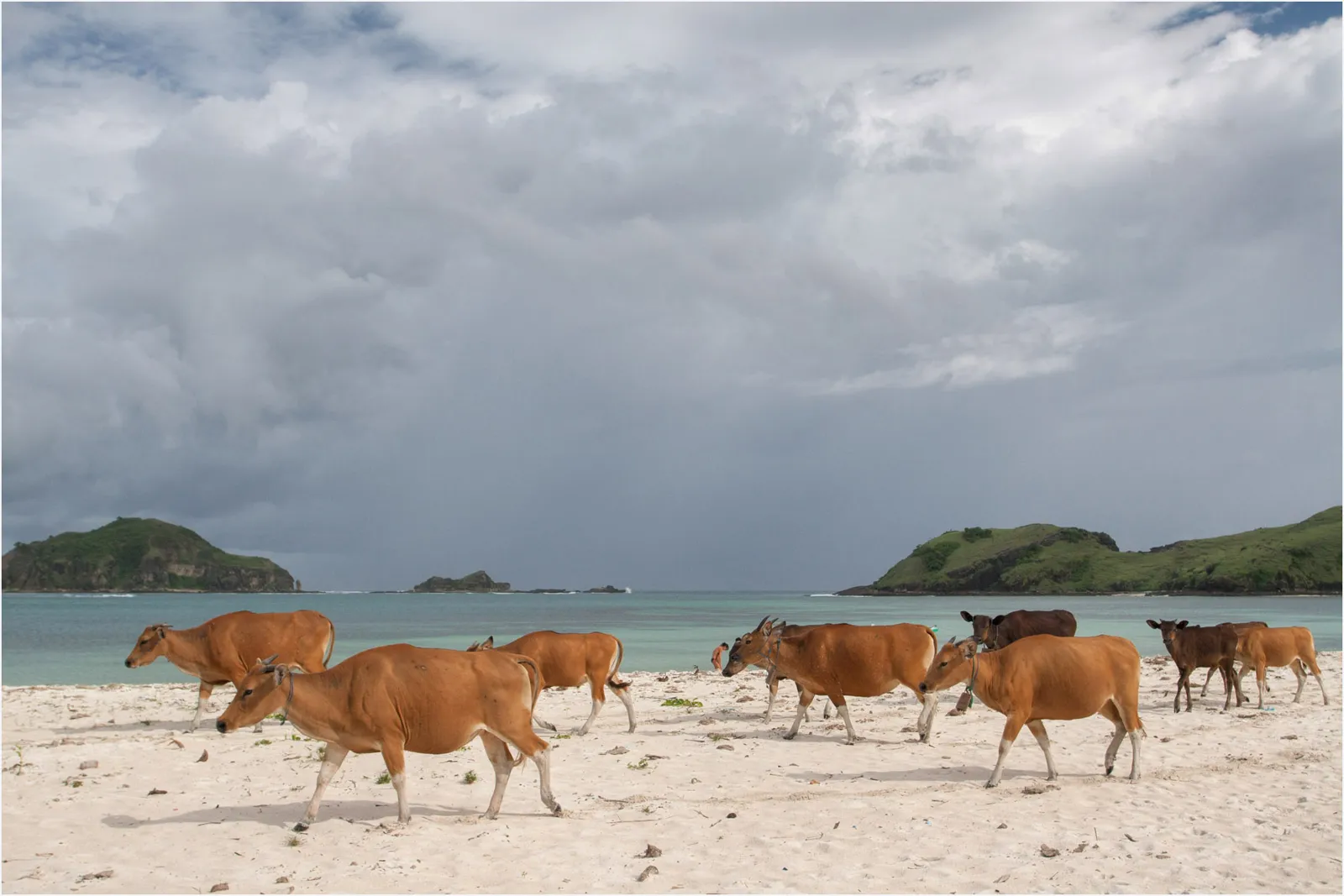 Troupeau de vaches marchant sur le sable blanc de Tanjung Aan, avec les collines de la baie au fond