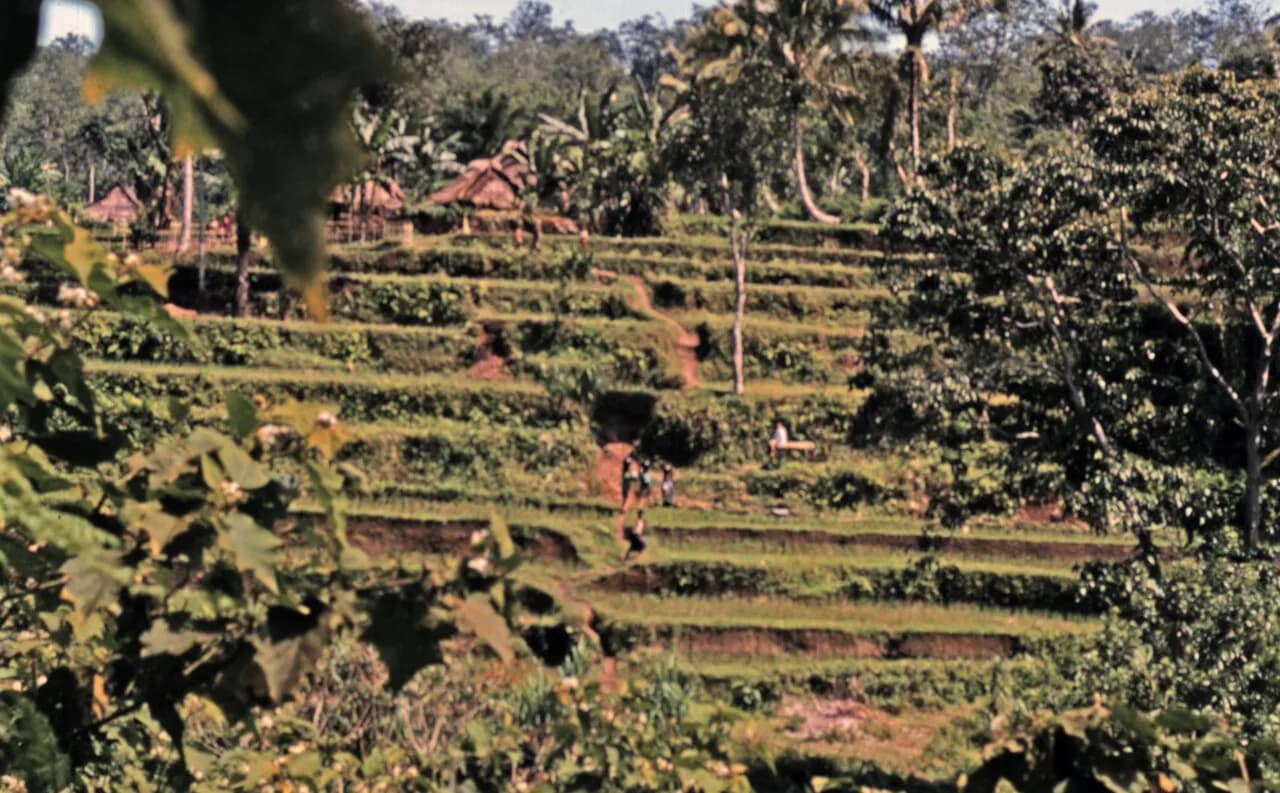 Hameau aux toits de chaume au-dessus de rizières en terrasses à Tetebatu, Lombok-Est